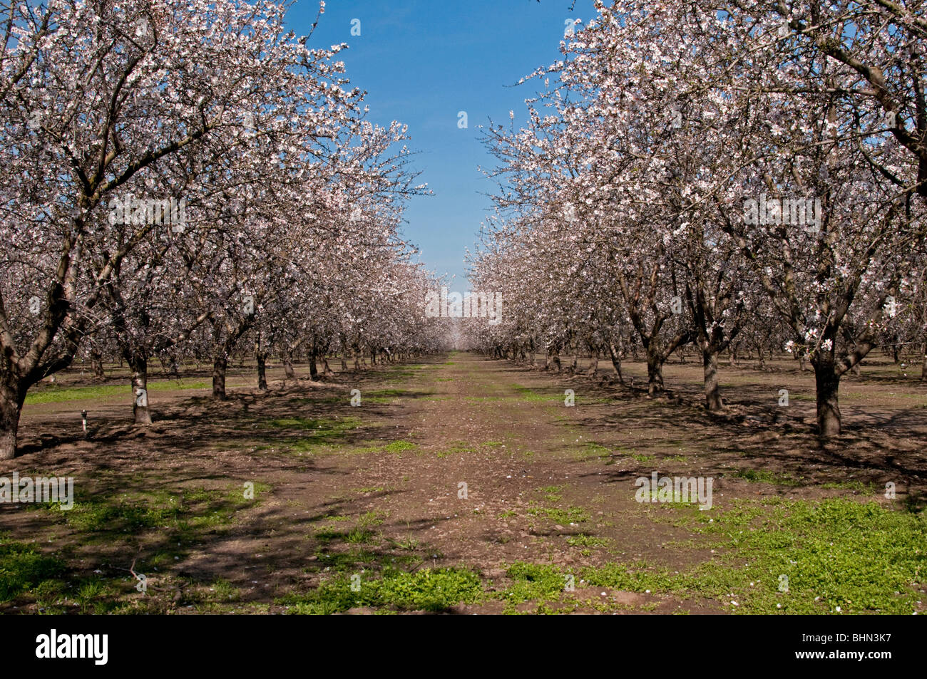 La vallée centrale de Californie près de vergers d'amandiers Lathrop. C'est le début de printemps lorsque la floraison des vergers d'amandes. Banque D'Images