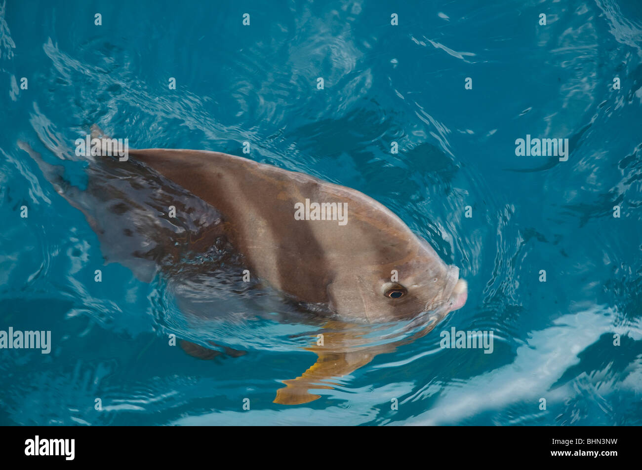Teira Batfish, alimentation de surface sur la Grande Barrière de corail Banque D'Images