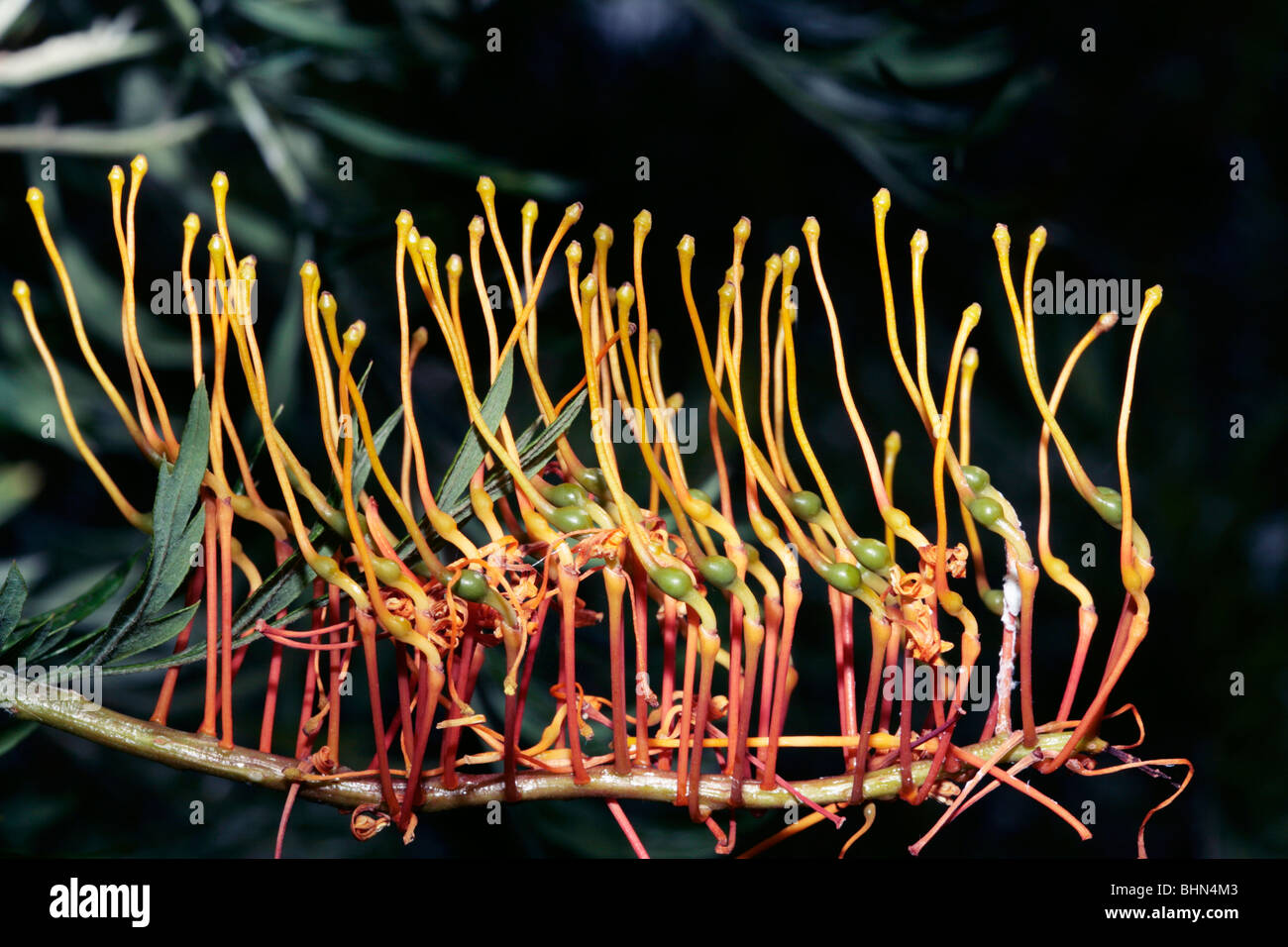 Close-up de chêne soyeux/sud de chêne soyeux d'Australie/Silver Oak fleur simple ouverture- Grevillea robusta - famille des Protéacées Banque D'Images