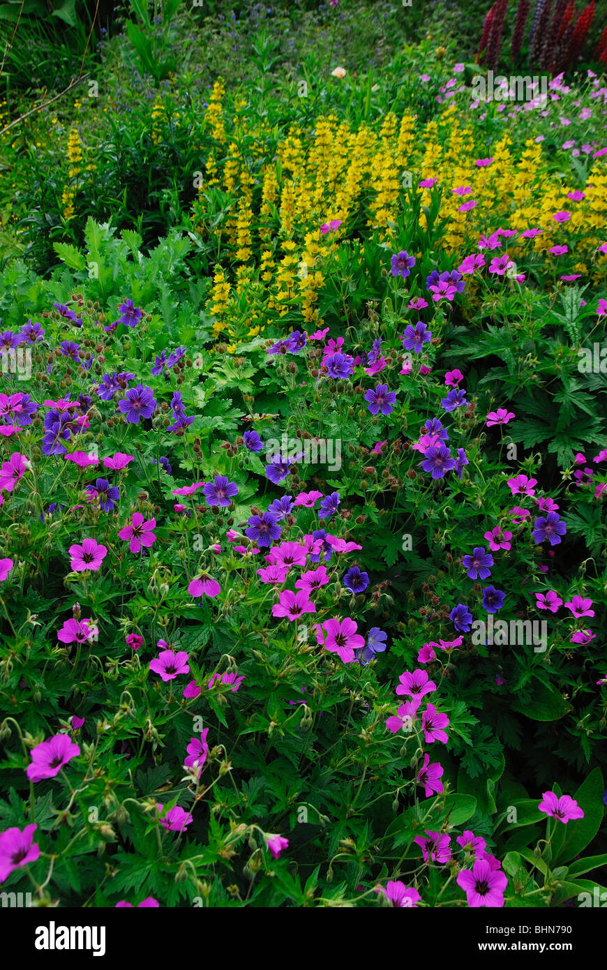 Les géraniums vivaces montrant et jaune salicaire. Dorset, UK Juin 2009 Banque D'Images