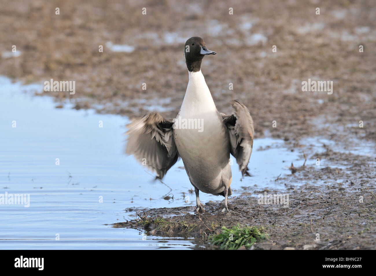 Canard pilet - Anas acuta, homme debout les ailes battantes Banque D'Images