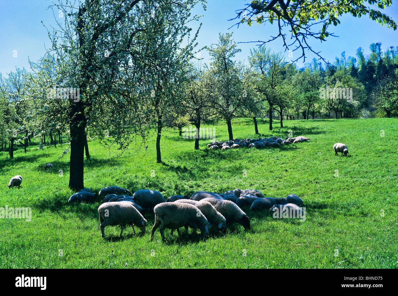 Des moutons paissant dans un verger avec cerisiers en fleurs, Alsace, France Banque D'Images