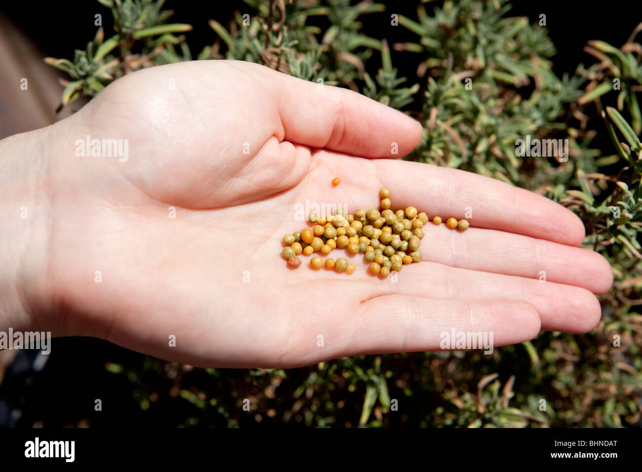 Lente, Banque D'Images