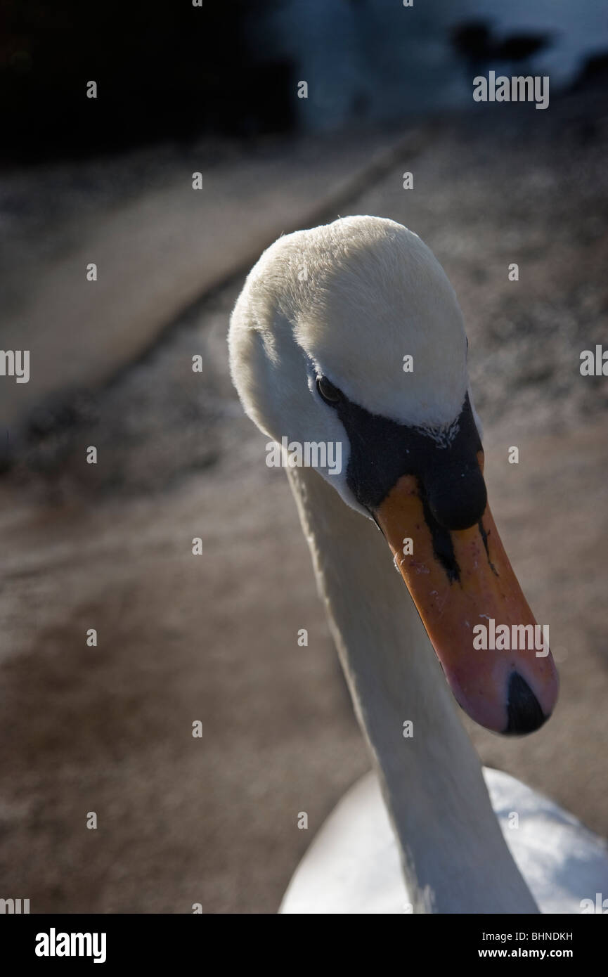 Portrait d'un cygne muet en hiver à Rickmansworth aquadrome Hertfordshire UK Banque D'Images