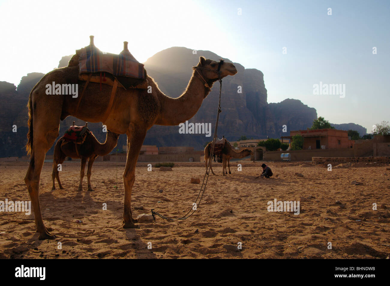 Attendre les chameaux pour les touristes et randonneurs à Rum Village, Wadi Rum, Jordanie Zone protégée Banque D'Images