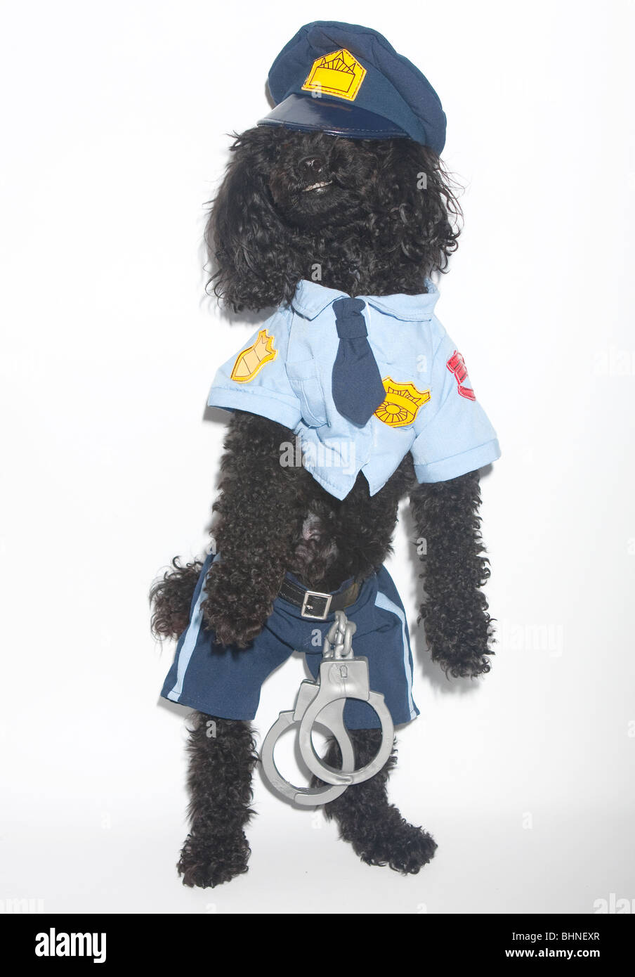 Chien policier Banque D'Images