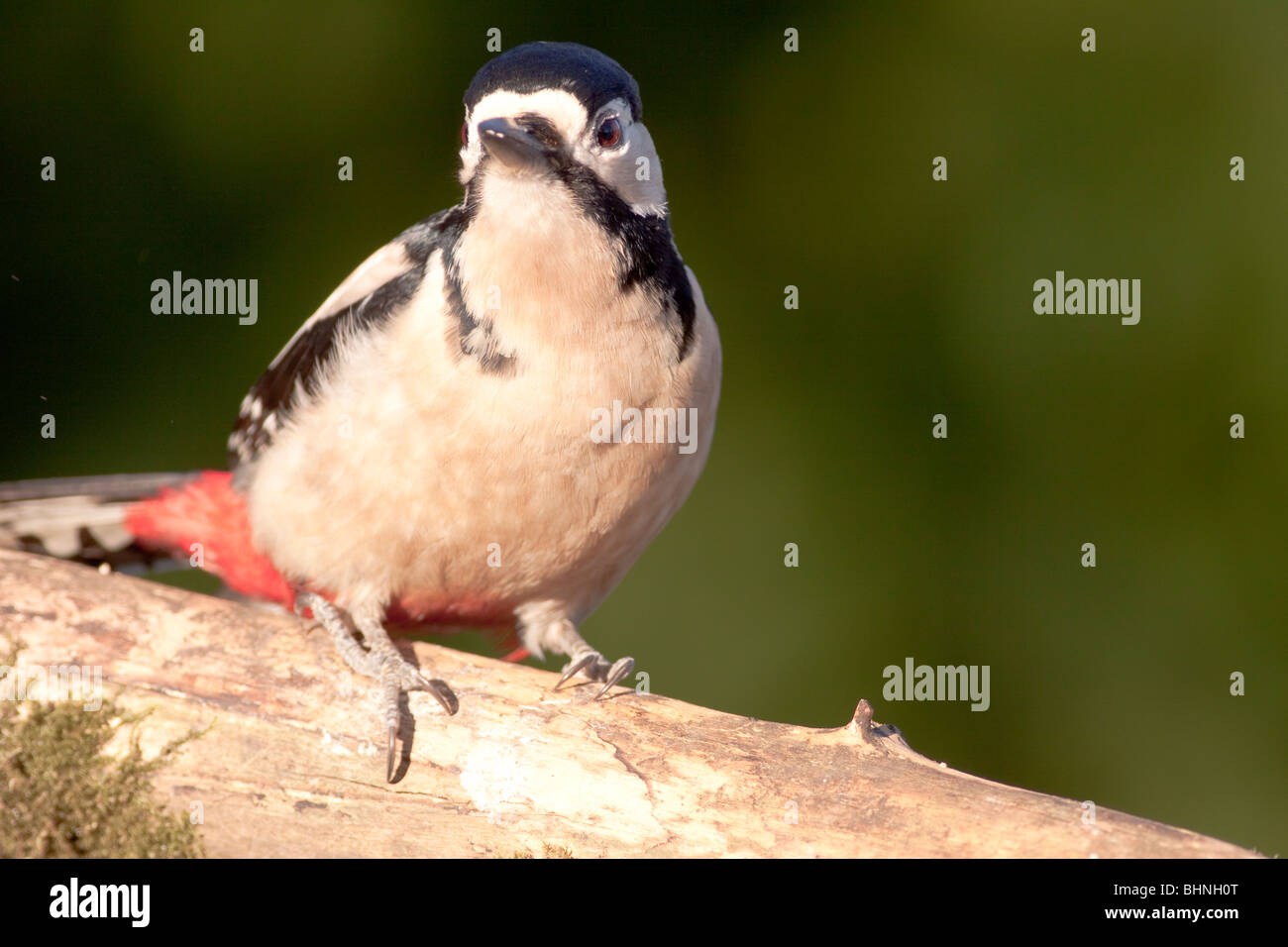 Grand Pic mar dans le jardin Banque D'Images