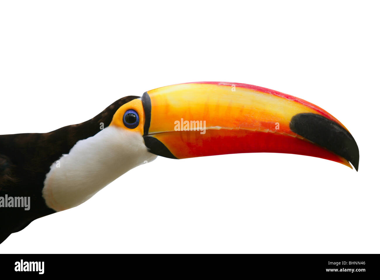 Brésil Ramphastos toco Toucan Tucan Passériformes oiseaux brésilien Banque D'Images