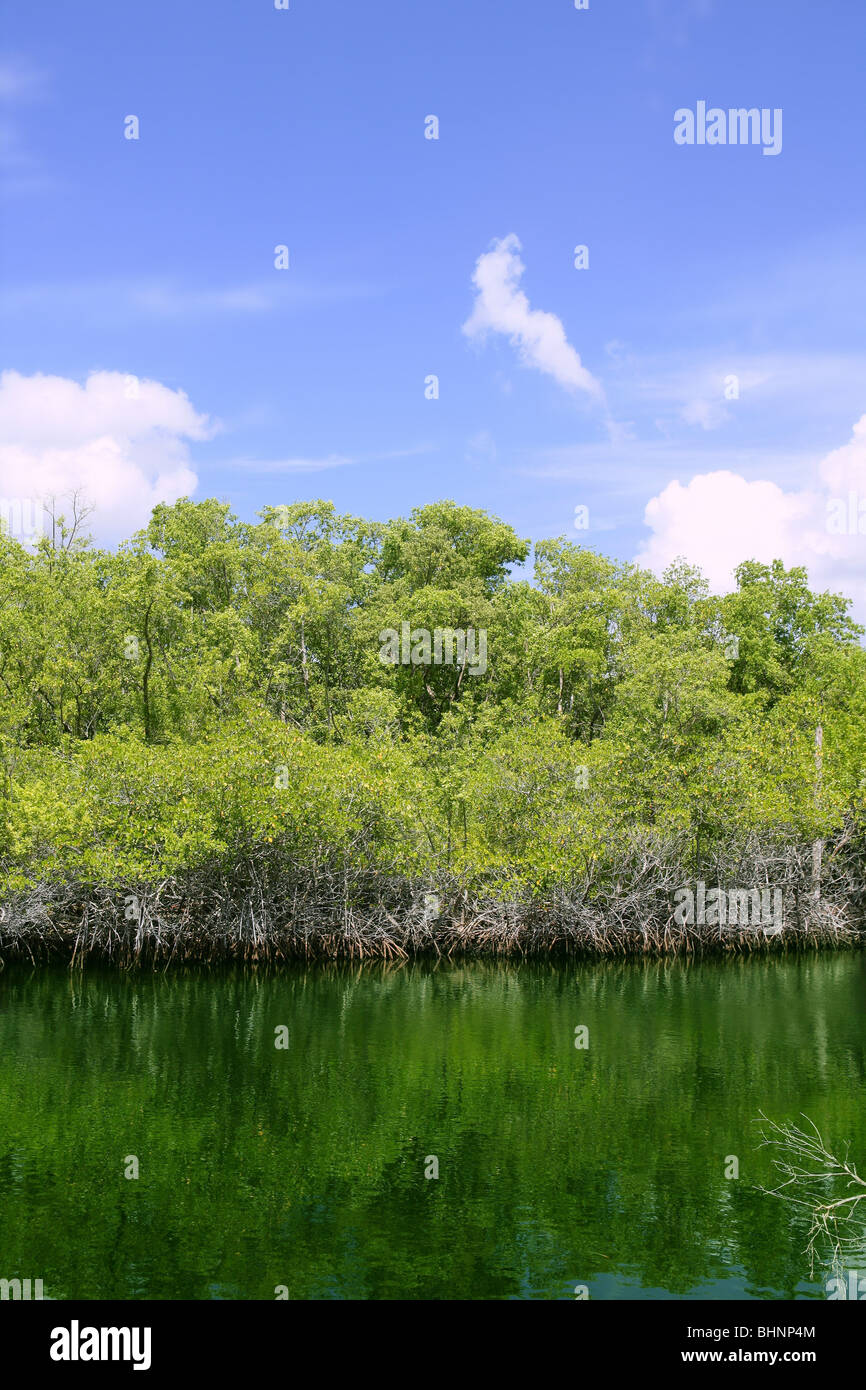 Florida Keys mangroove détail vert d'eau ciel bleu Banque D'Images