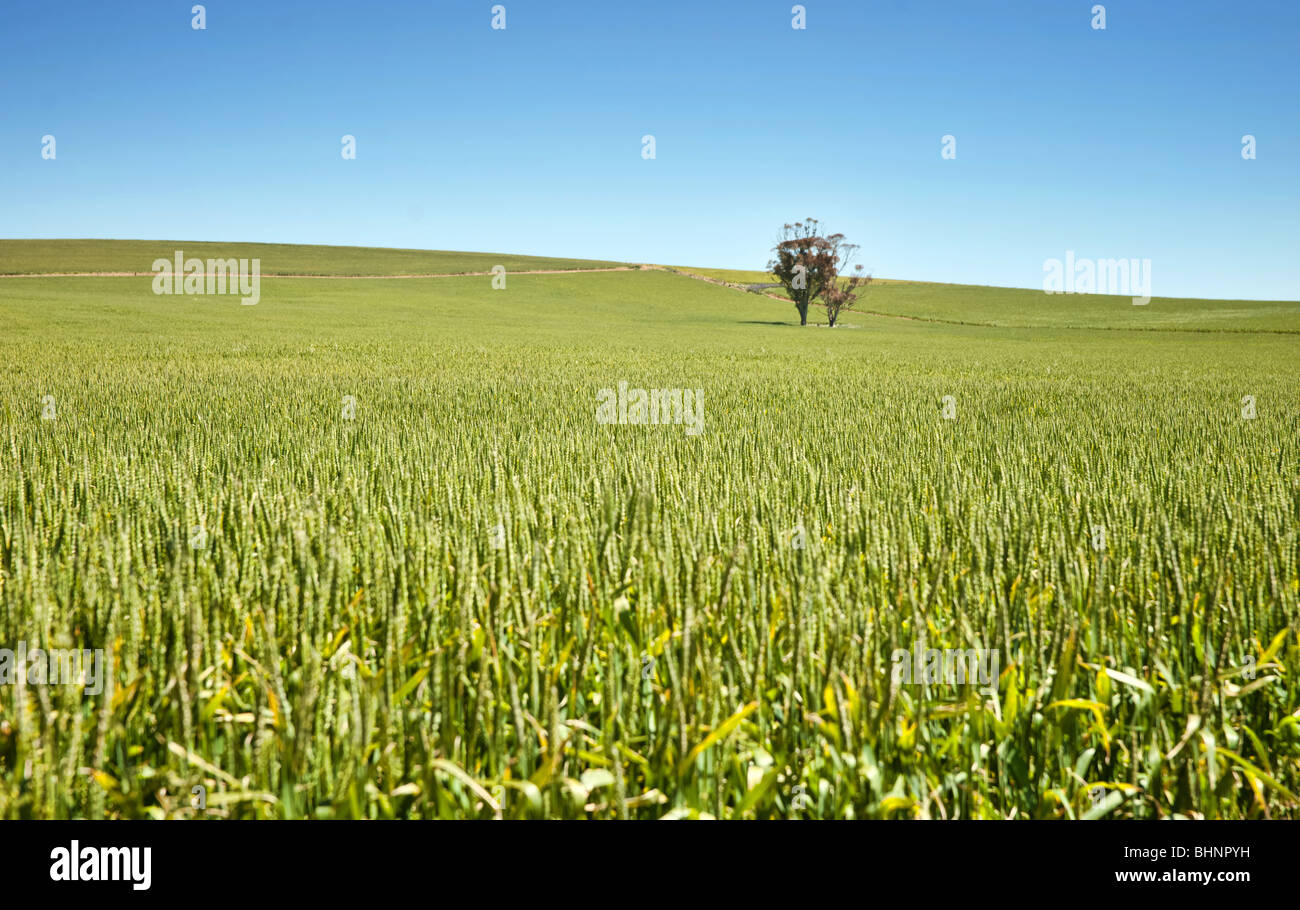 Arbre dans les champs de blé dans la campagne au sud de l'Australie de burra Banque D'Images