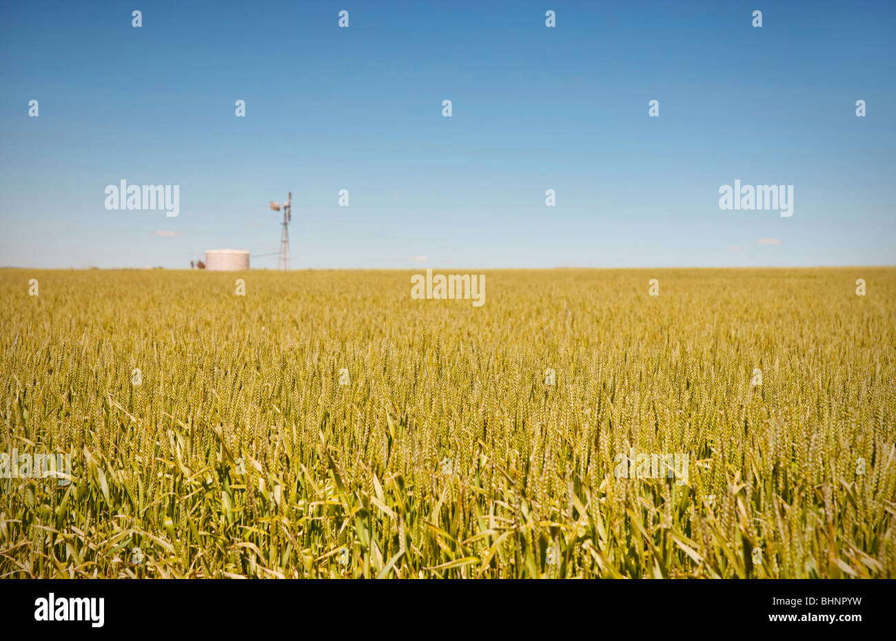 Moulin à vent dans les champs de blé dans la campagne à burra Australie du Sud Banque D'Images