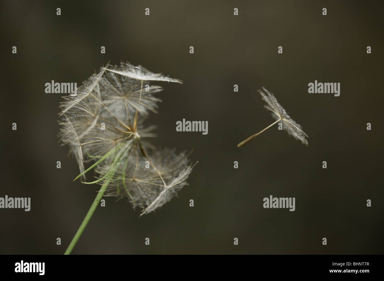 La dispersion des chèvres-Tragopogan pratensis Barbe Banque D'Images