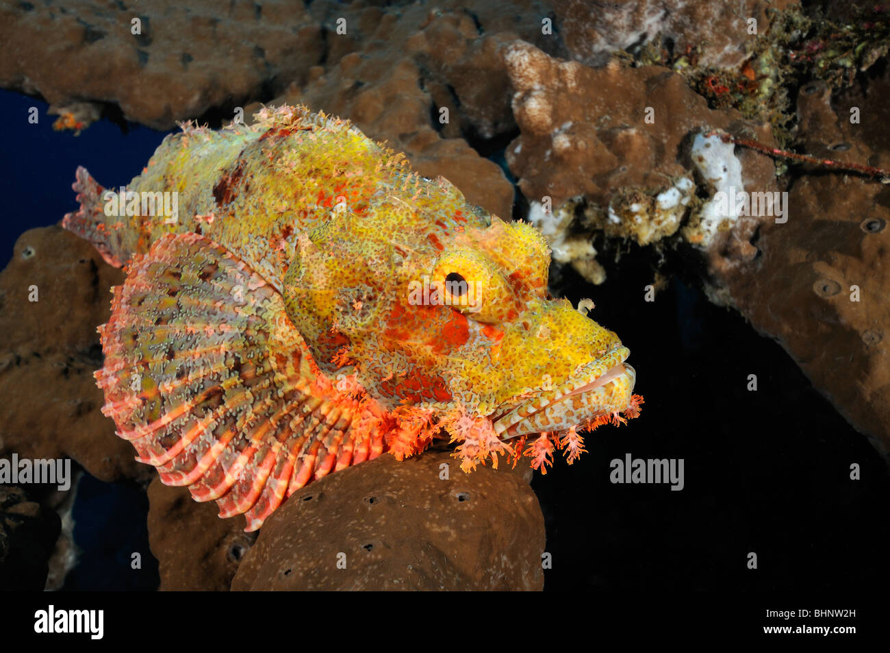 Scorpaenopsis oxycephala, Tassled scorpionfish, petites rascasses, Tulamben, Bali, Indonésie, l'océan Indo-pacifique Banque D'Images