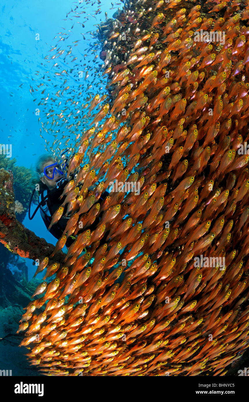 Ransonneti Parapriacanthus, école de pigmy sweeper avec PADI, Amed, Bali, Indonésie, l'océan Indo-pacifique Banque D'Images