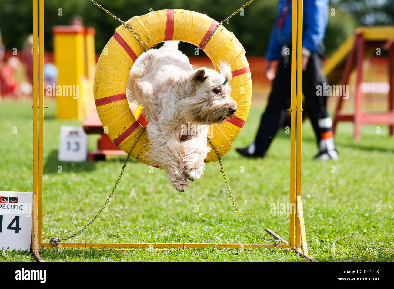 Chien sautant dans concours d'agility Banque D'Images