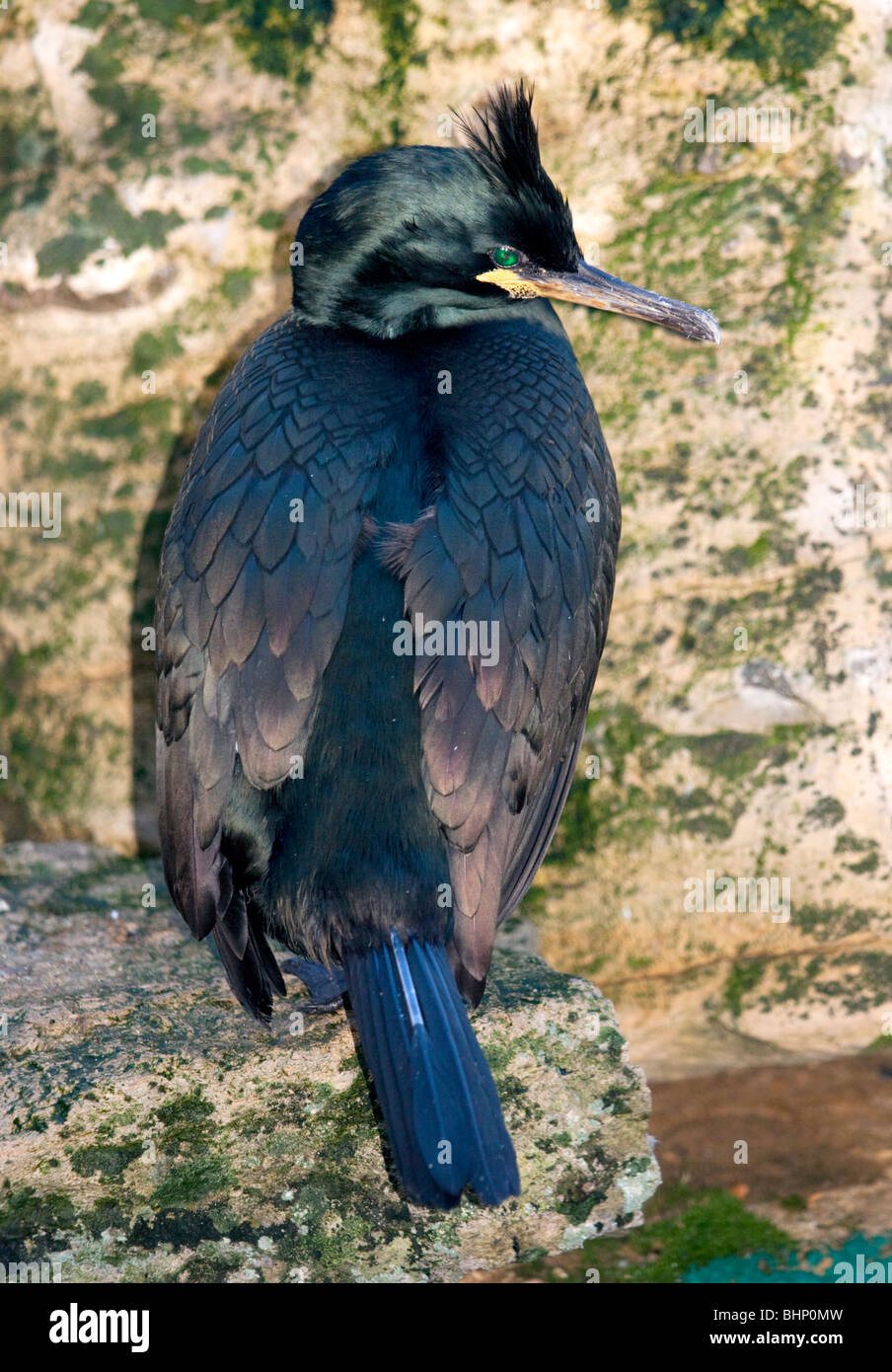 Shag commun (Phalacrocorax aristotelis) Banque D'Images