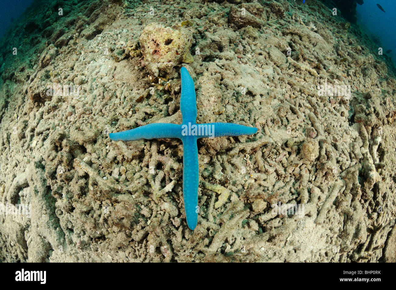 Linckia laevigata, étoile de mer bleue en forme de croix, Pemuteran, Bali, Indonésie, l'océan Indo-pacifique Banque D'Images
