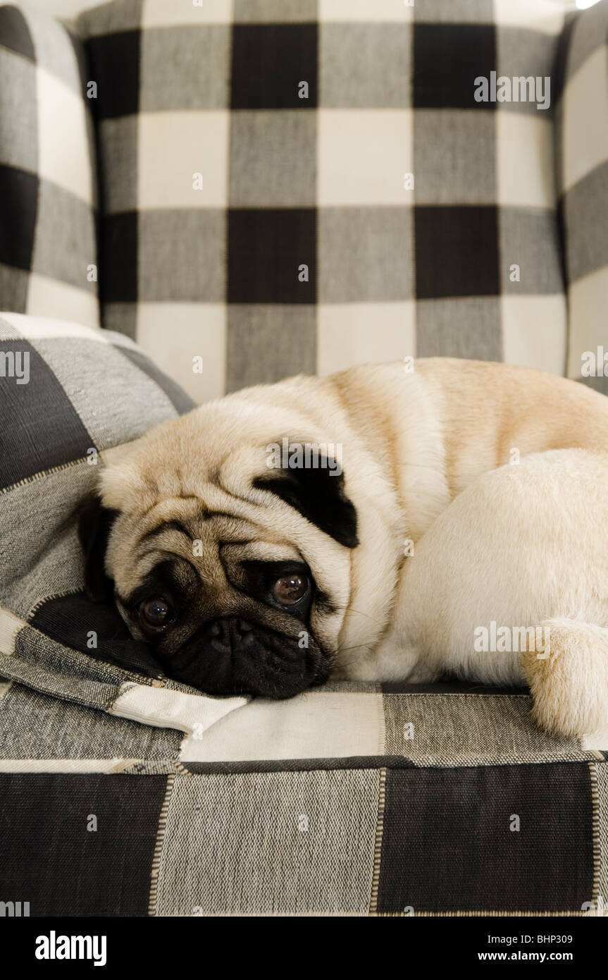 Le PUG dog pelotonnée sur un fauteuil à carreaux Banque D'Images