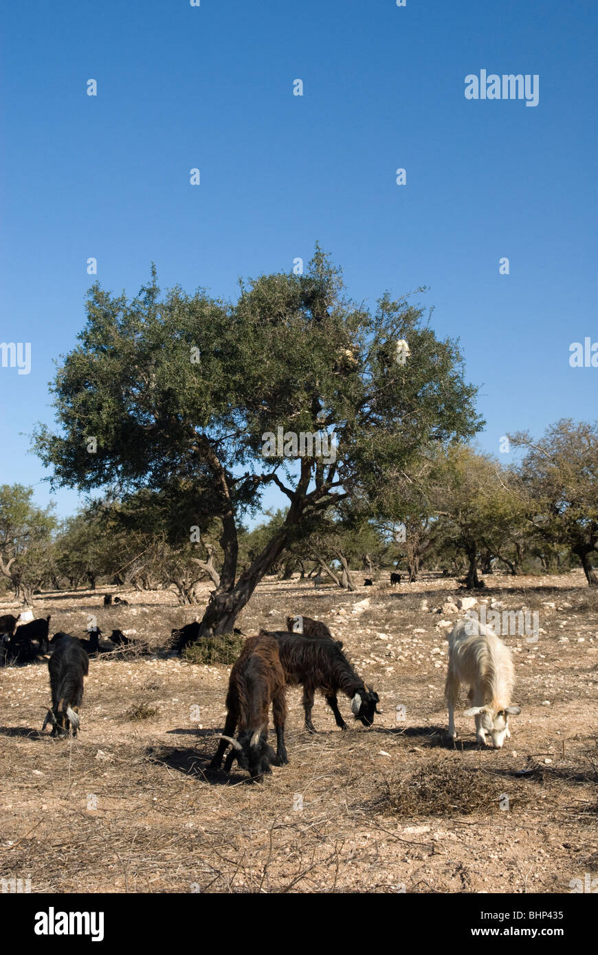 Les chèvres debout dans un arganier (Argania spinosa) pour se nourrir de fruits et les feuilles. La région de Marrakech-Tensift-El Haouz, Maroc. Banque D'Images