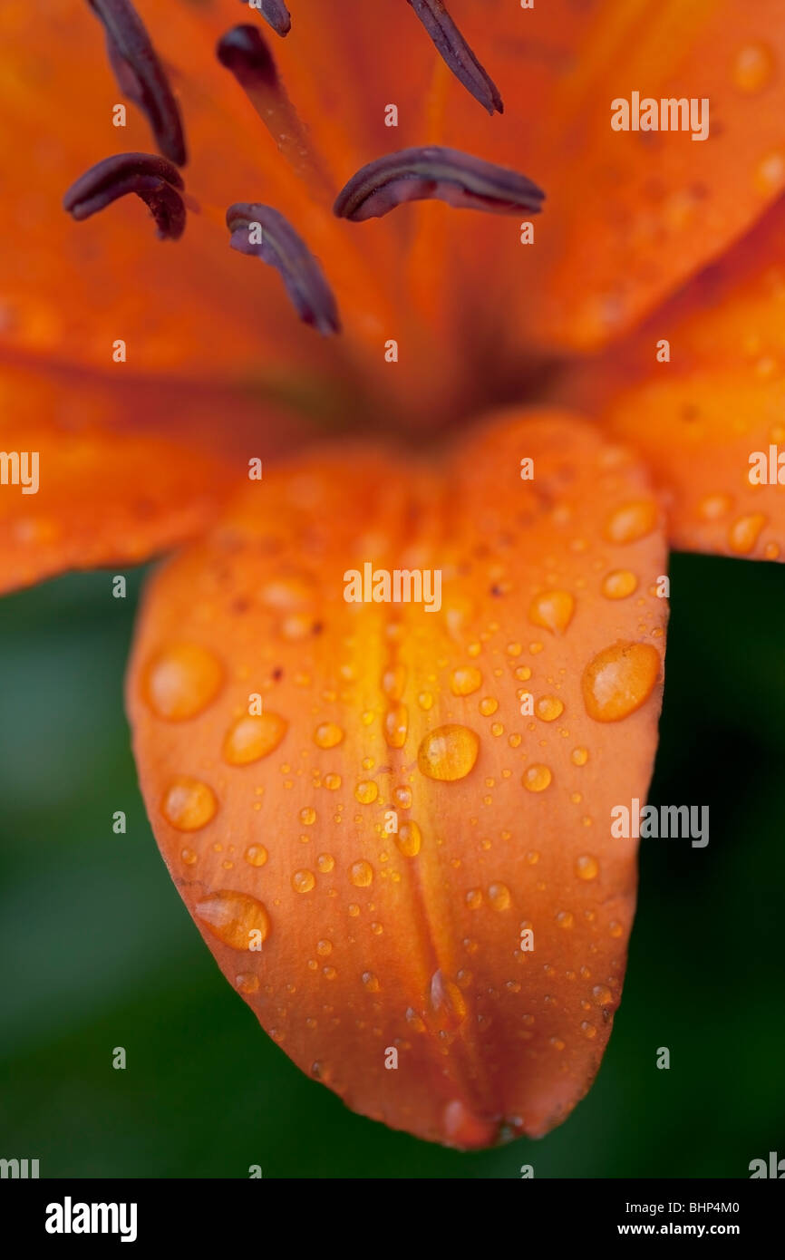 Close-up de lilas blanc leaf Banque D'Images