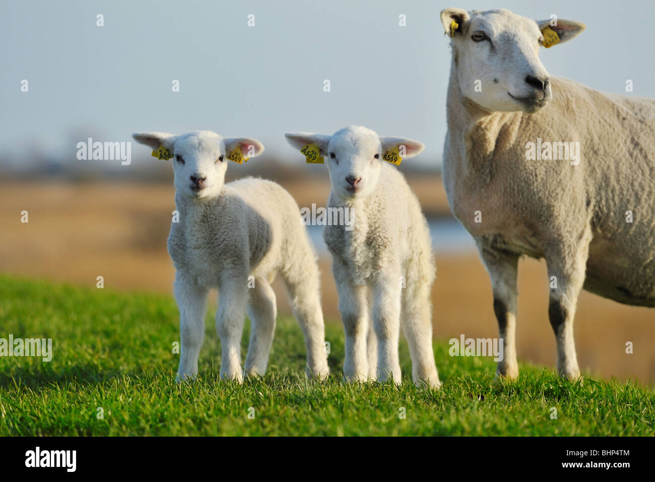 Agneaux et moutons mignons mère au printemps, les Pays-Bas Banque D'Images