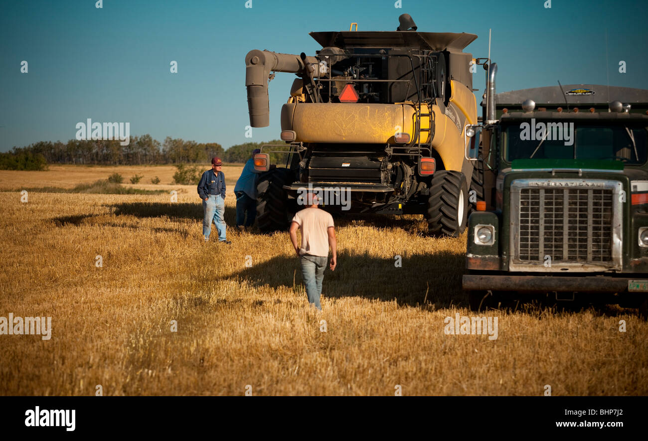 Farmer, camion à grain et la moissonneuse-batteuse en champ, Redvers, Saskatchewan, Canada Banque D'Images