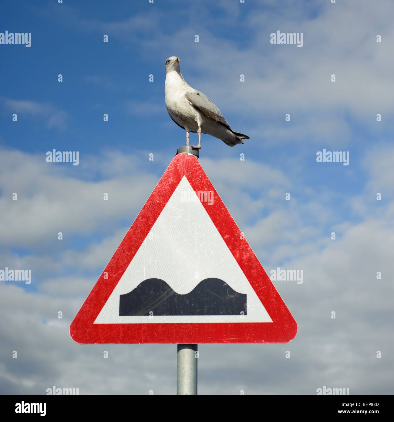 Mouette debout sur les ralentisseurs route triangulaire panneau d'avertissement, UK Banque D'Images
