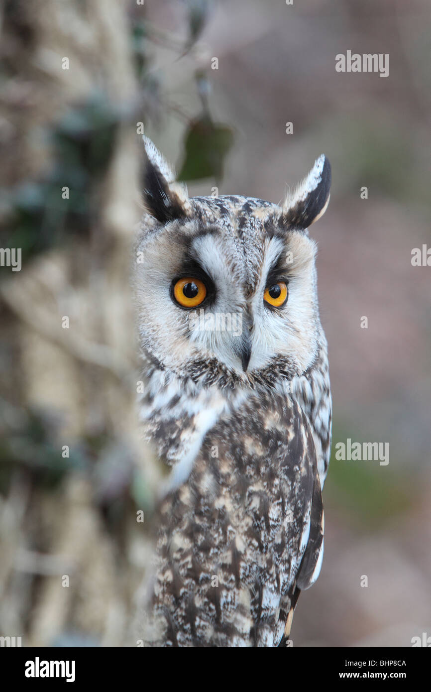 Hibou moyen-duc, Asio otus, seul oiseau head shot, oiseau captif dans le Gloucestershire, hiver 2010 Banque D'Images
