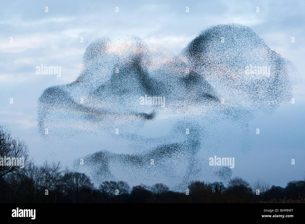 Etourneau sansonnet (Sturnus vulgaris) troupeau ou urmuration «' ci-dessus mur jambon réserve RSPB hiver UK Somerset Banque D'Images