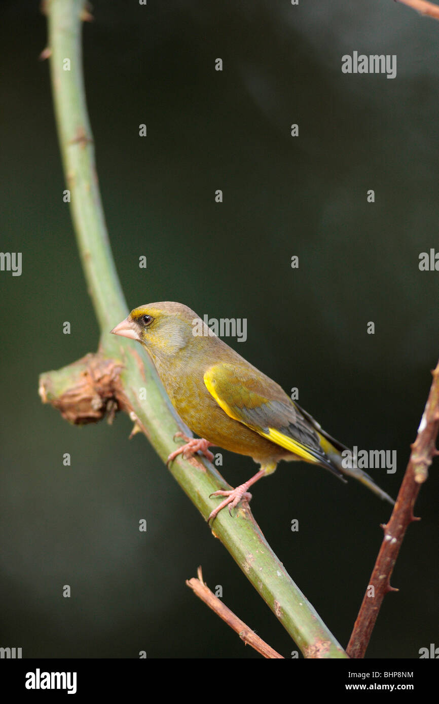 Verdier (mâle) Banque D'Images