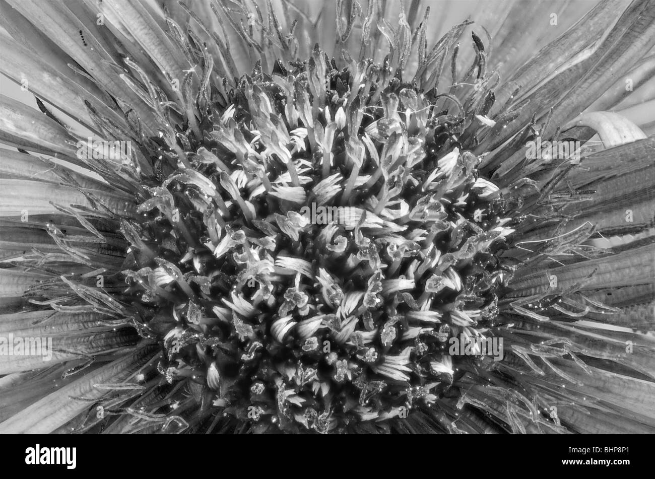 Image en noir et blanc d'une Asteraceae aster Banque D'Images
