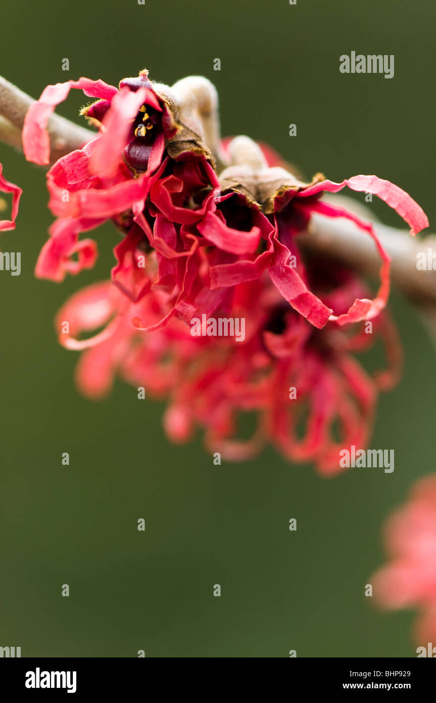 Close up of Hamamelis x intermedia 'Diana' - Hamamélis - hybride en fleurs en hiver Banque D'Images