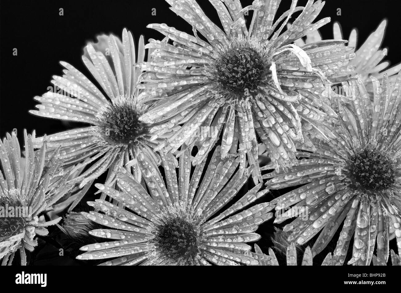 Image en noir et blanc d'Asteraceae aster Banque D'Images