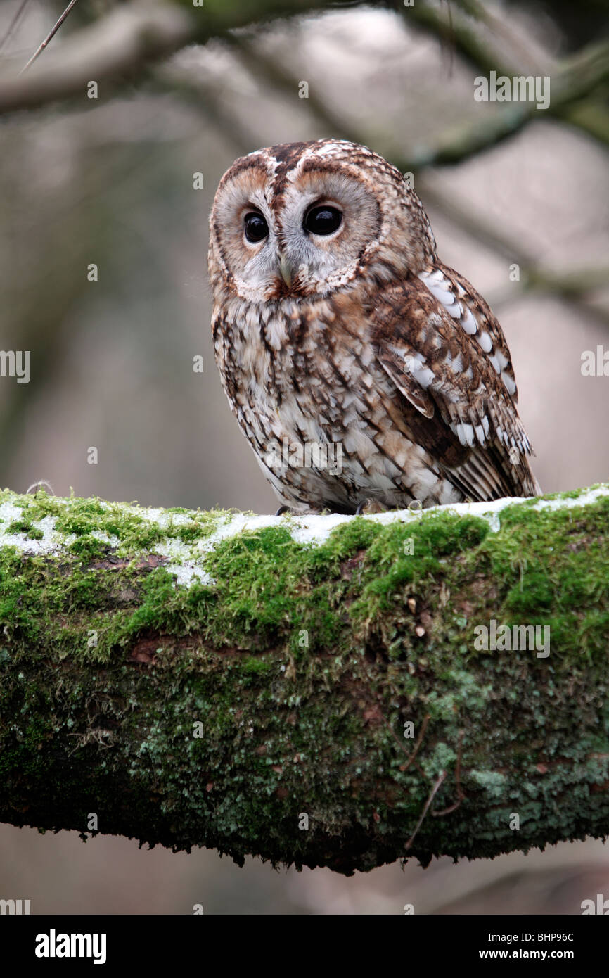 Chouette hulotte, Strix Aluco enr, seul oiseau sur branche, oiseau captif dans le Gloucestershire, hiver 2010 Banque D'Images