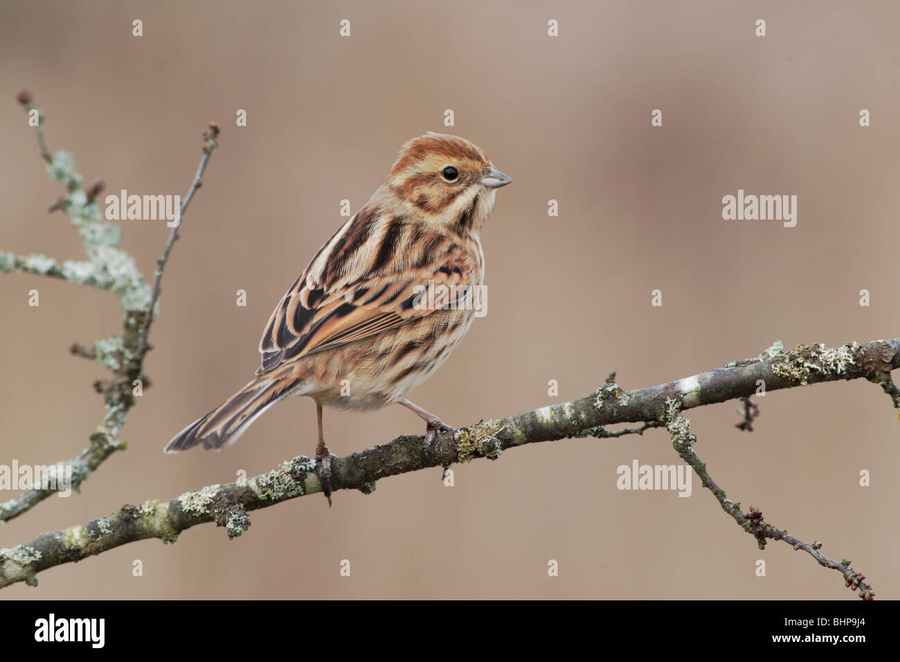 Bruant des roseaux Emberiza schoeniclus,, seul oiseau sur branche, Midlands, hiver 2010 Banque D'Images