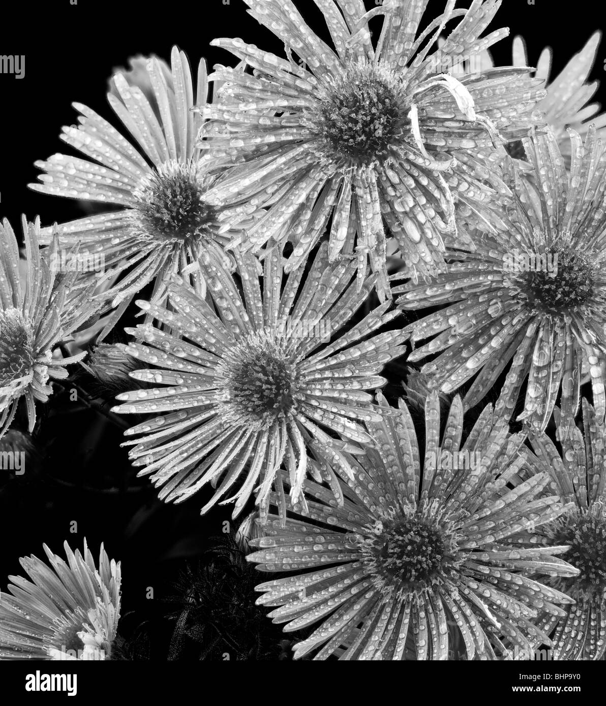 Image en noir et blanc d'une Asteraceae aster Banque D'Images