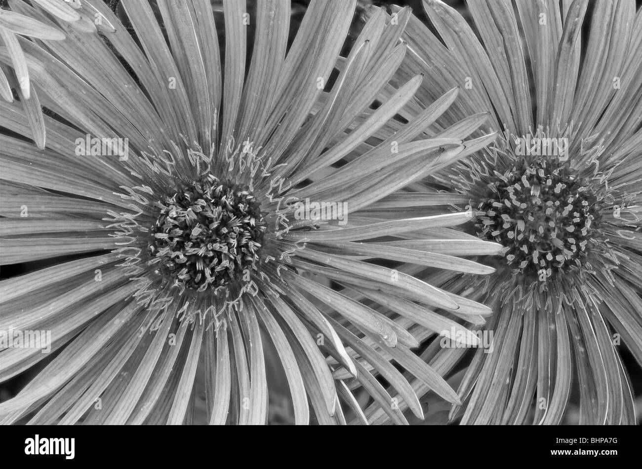 Image en noir et blanc de l'Asteraceae aster Banque D'Images