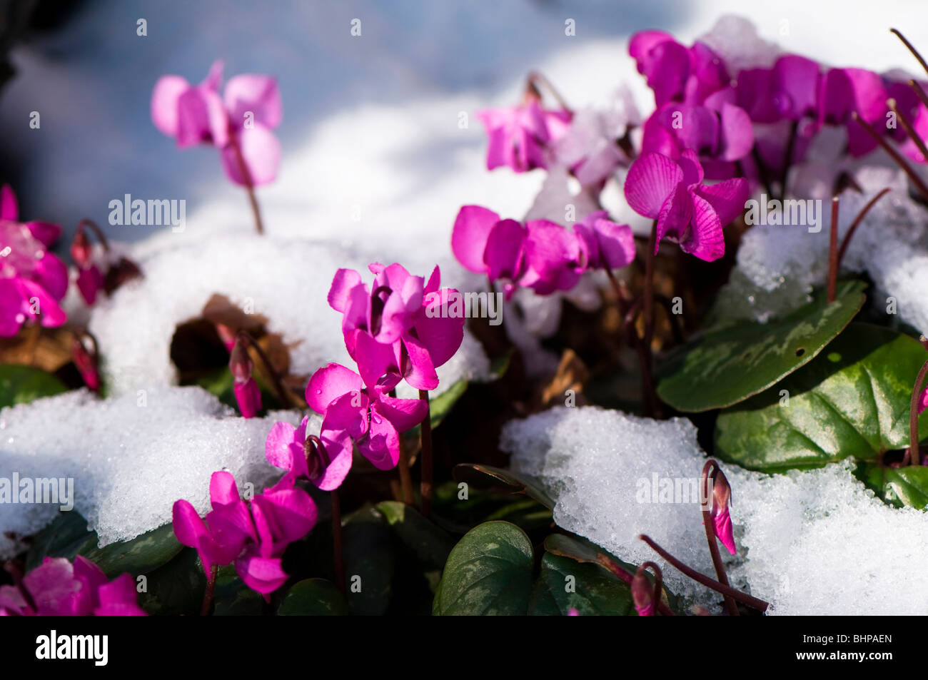 Close up de Cyclamen Coum rose dans la neige à Painswick Rococo Garden dans les Cotswolds Banque D'Images