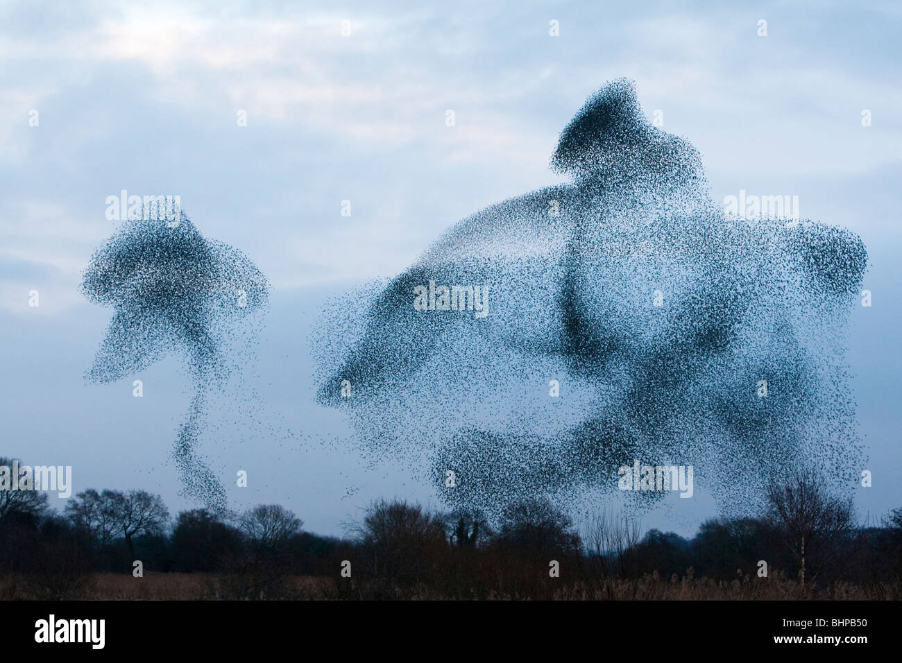 Etourneau sansonnet (Sturnus vulgaris) troupeau ou urmuration «' ci-dessus mur jambon réserve RSPB hiver UK Somerset Banque D'Images