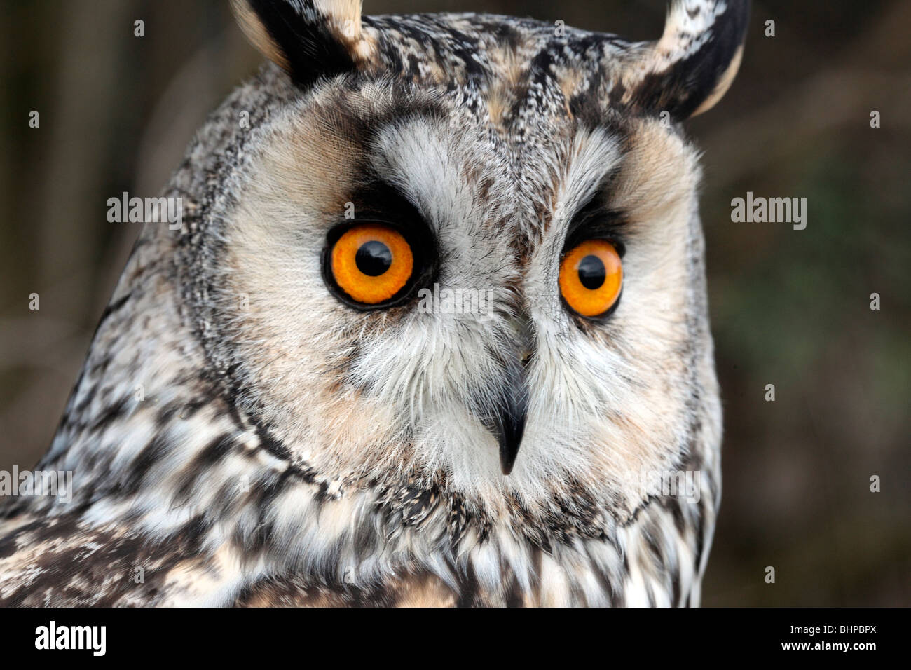 Hibou moyen-duc, Asio otus, seul oiseau head shot, oiseau captif dans le Gloucestershire, hiver 2010 Banque D'Images