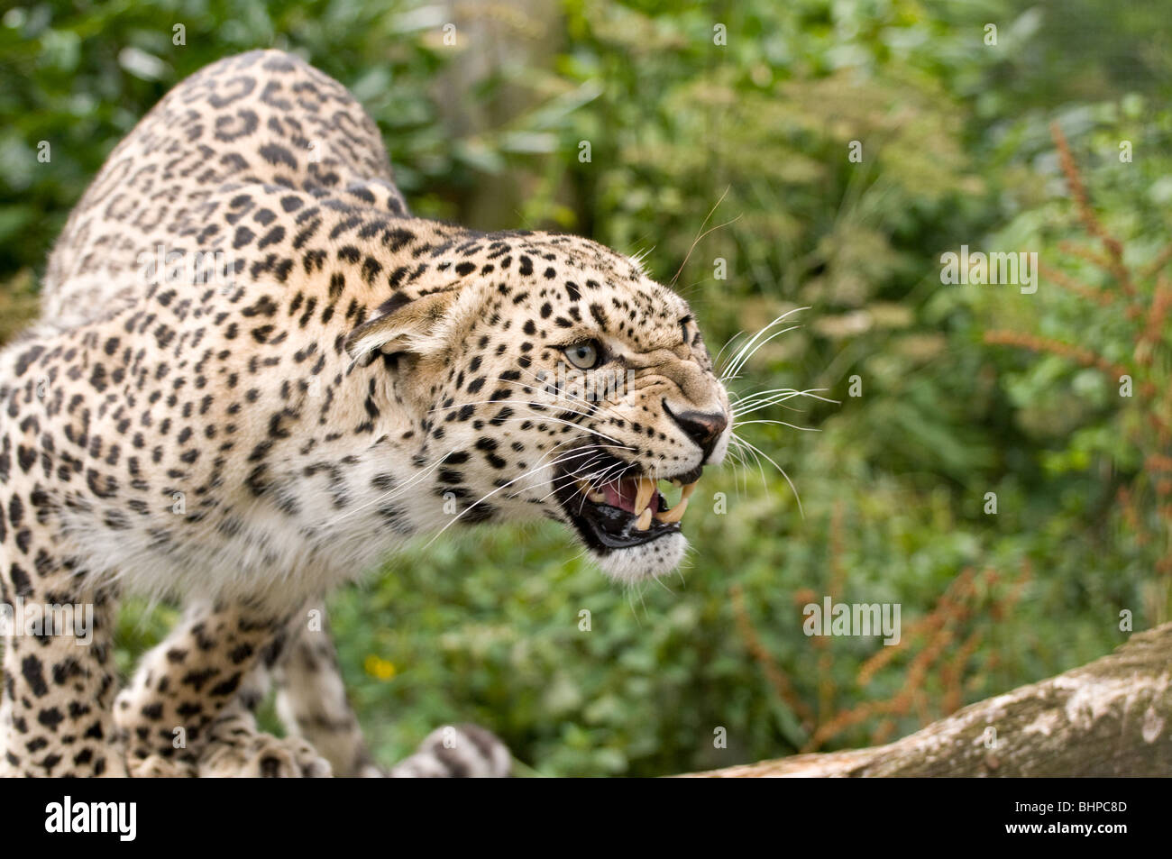 Persian Leopard en captivité Banque D'Images