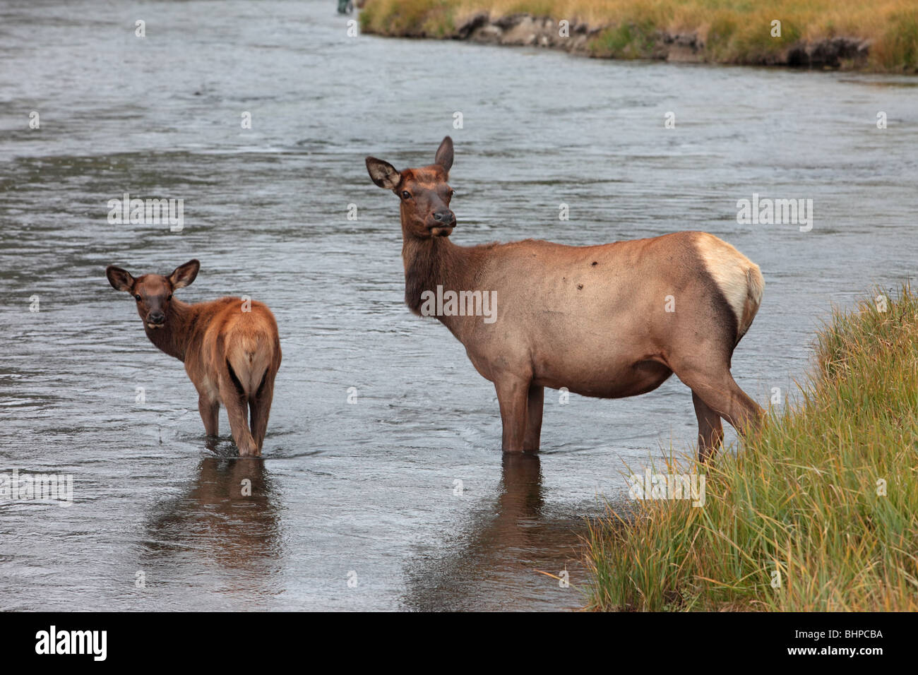 Les wapitis femelles et jeune veau traversant une rivière dans le Parc National de Yellowstone, Wyoming. Banque D'Images