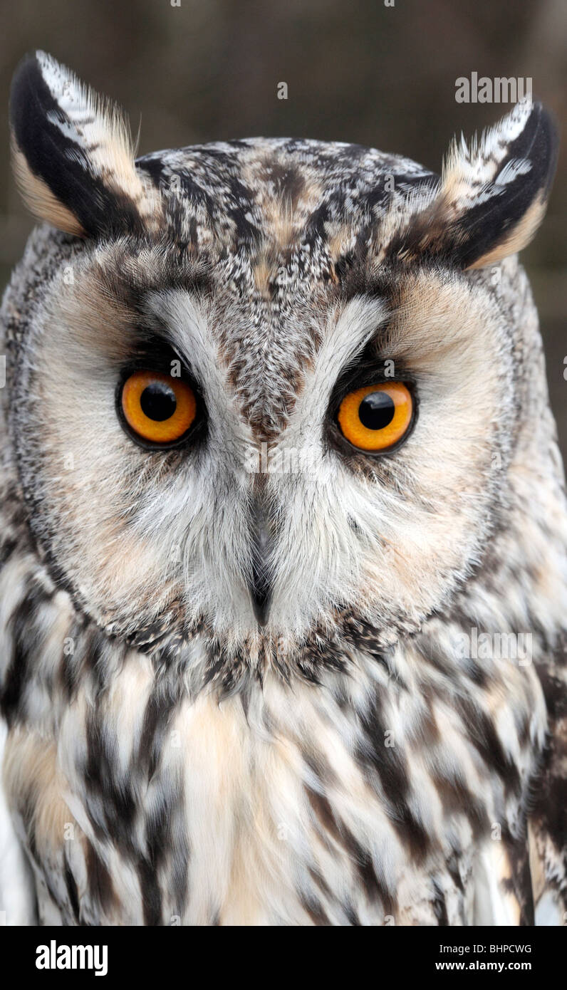 Hibou moyen-duc, Asio otus, seul oiseau head shot, oiseau captif dans le Gloucestershire, hiver 2010 Banque D'Images