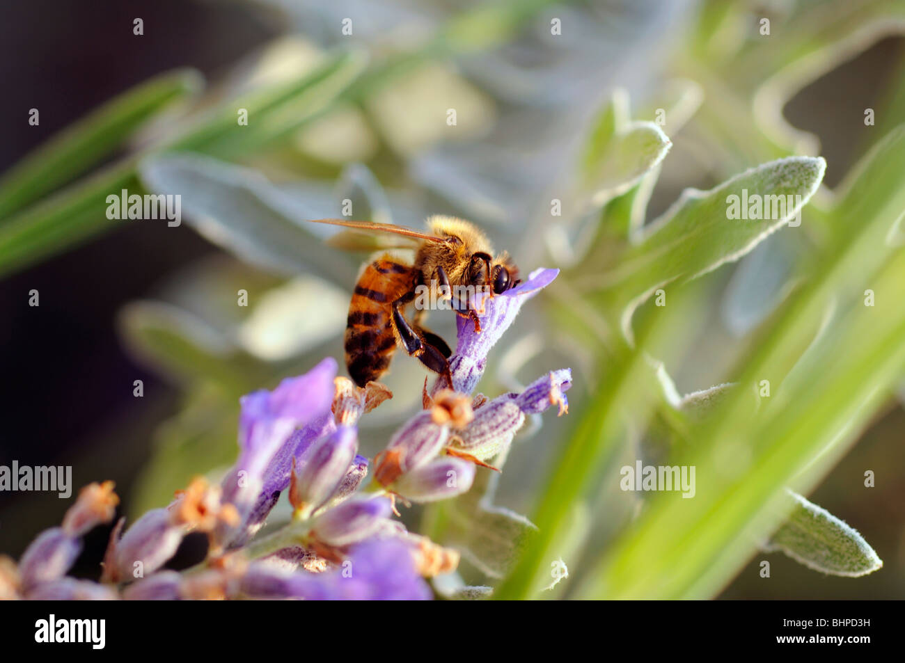 Abeille sur lavande (Lavandula) en Provence, France Banque D'Images