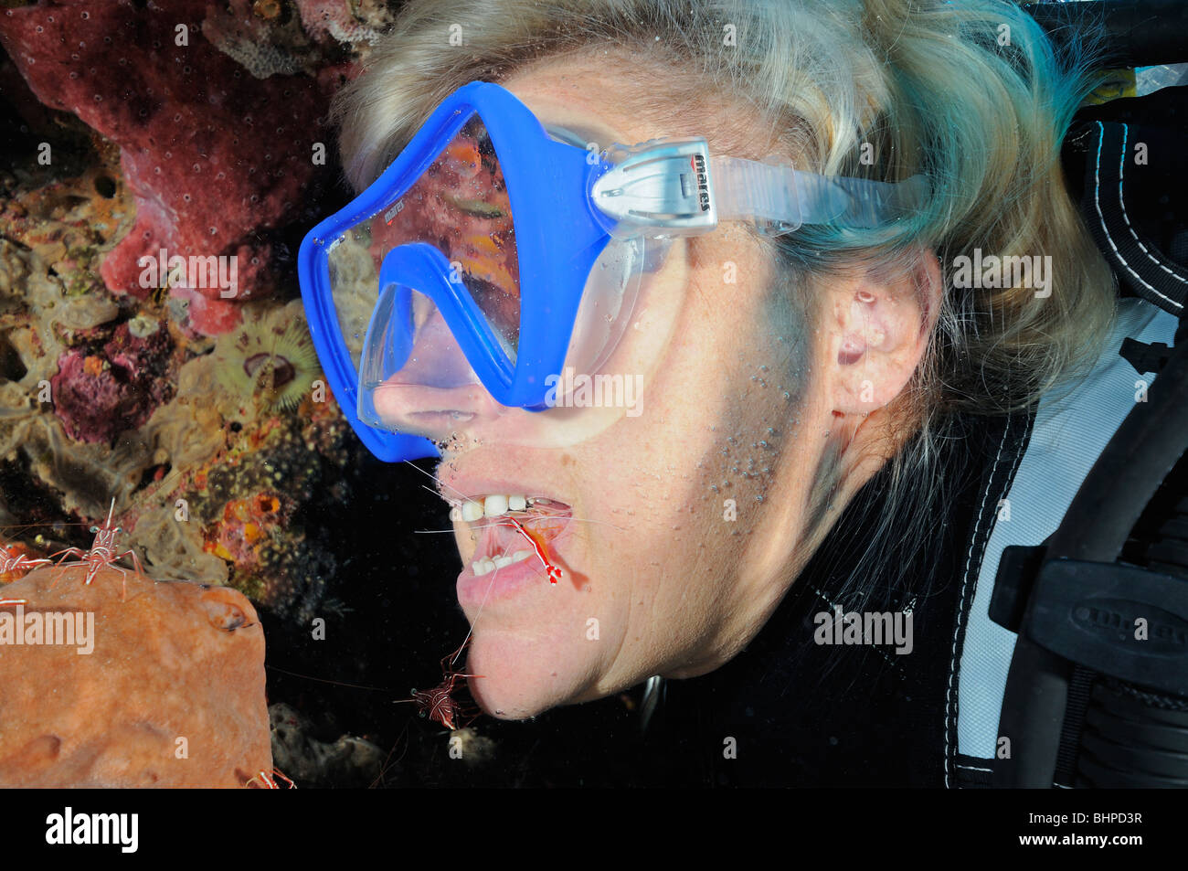 Lysmata amboinensis, plongée sous marine avec des crevettes dans la bouche, Bali, Indonésie, l'océan Indo-pacifique Banque D'Images