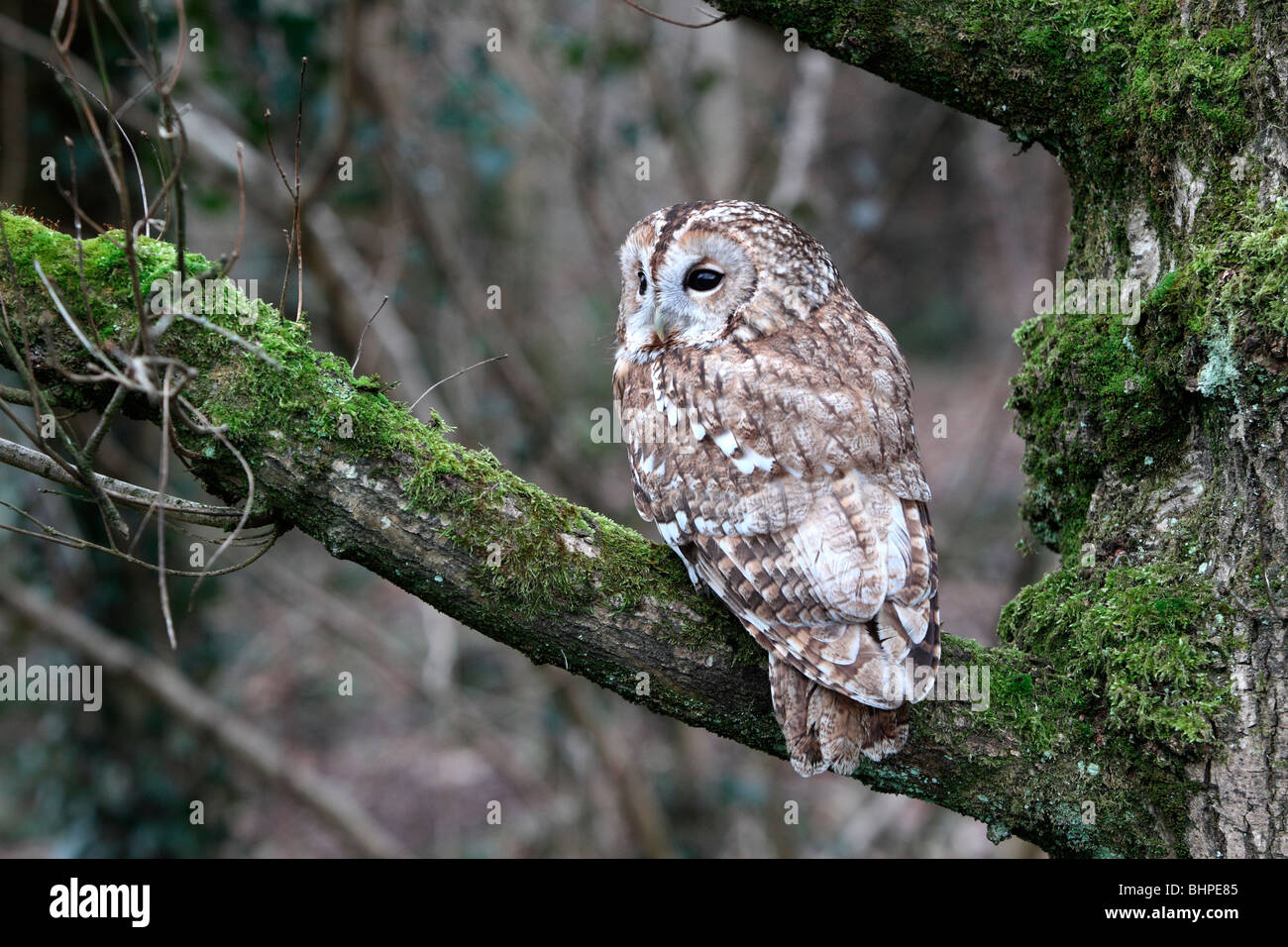 Chouette hulotte, Strix Aluco enr, seul oiseau sur branche, oiseau captif dans le Gloucestershire, hiver 2010 Banque D'Images