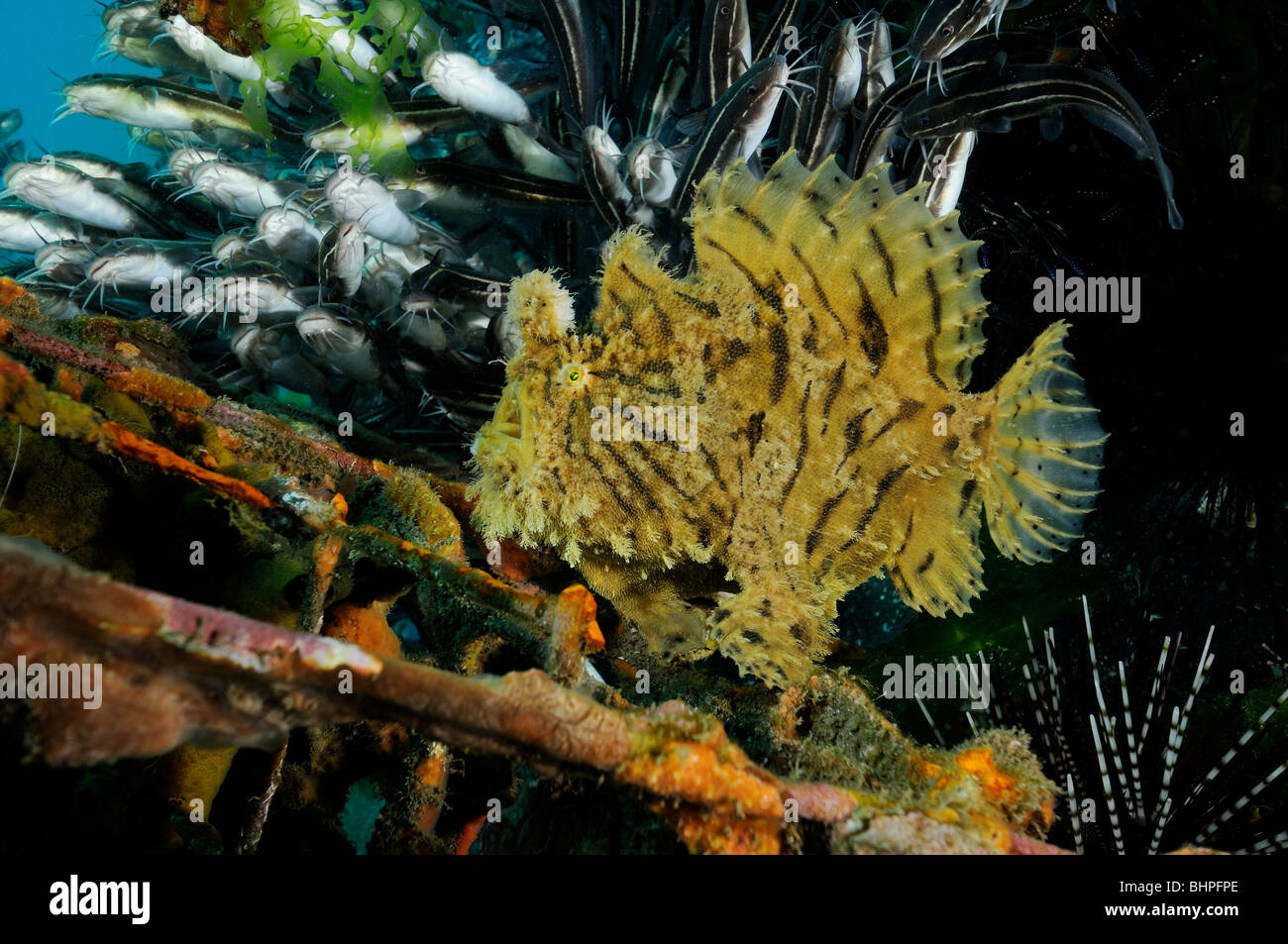 Antennarius hispidus, shaggy Shaggy, baudroie angler, Secret Bay, Gilimanuk, Bali, Indonésie, l'océan Indo-pacifique Banque D'Images