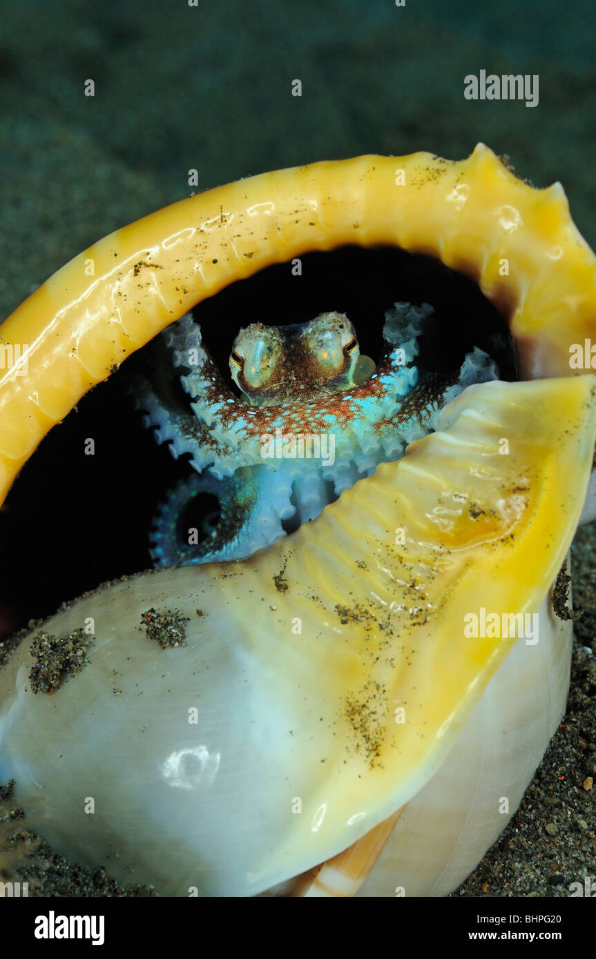 Octopus marginatus, veiné juvénile poulpe, poulpe de Coco assis dans sea shell, Purijati Umeanyar, Desa, Bali Banque D'Images