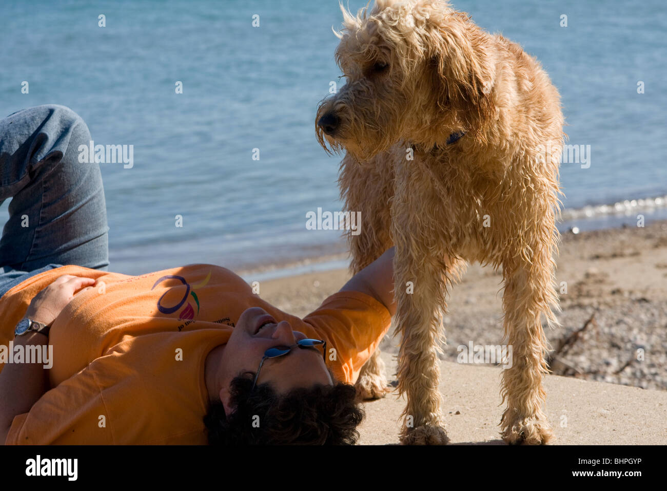 Un goldendoodle est hypoallergénique, et est un excellent animal de compagnie. Banque D'Images