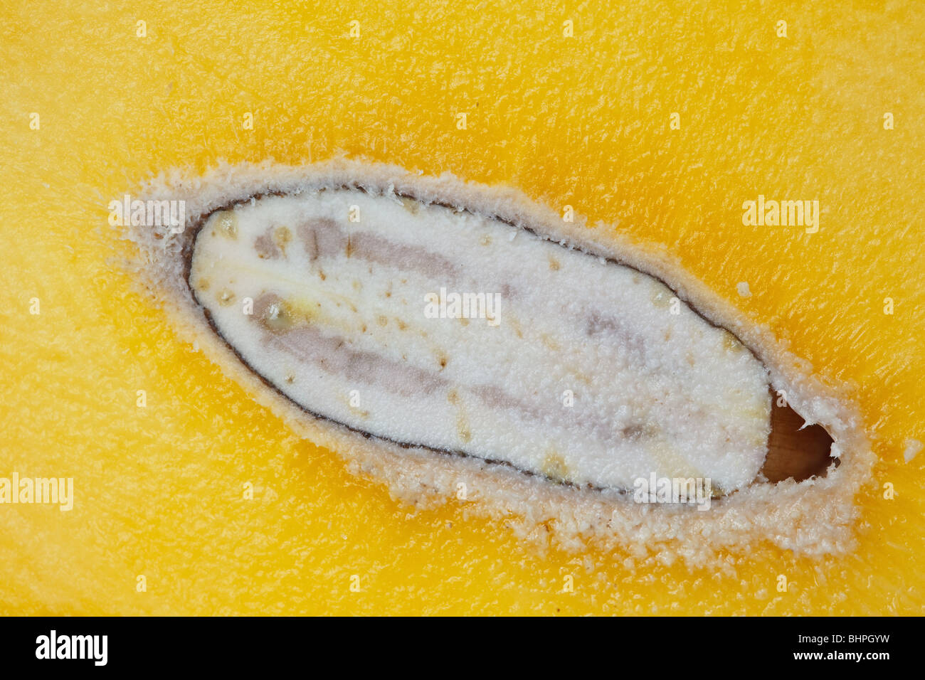 Image d'une Macro les mangues coupées en deux Banque D'Images